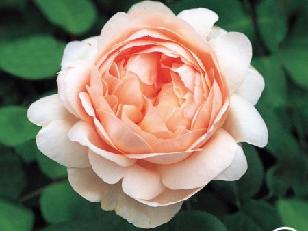 Ambridge Rose® Supply