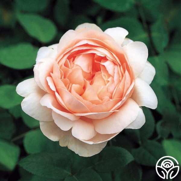 Ambridge Rose® Supply