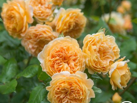 Crown Princess Margareta® For Discount