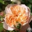 Ambridge Rose® Supply