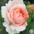 Ambridge Rose® Supply