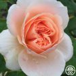 Ambridge Rose® Supply