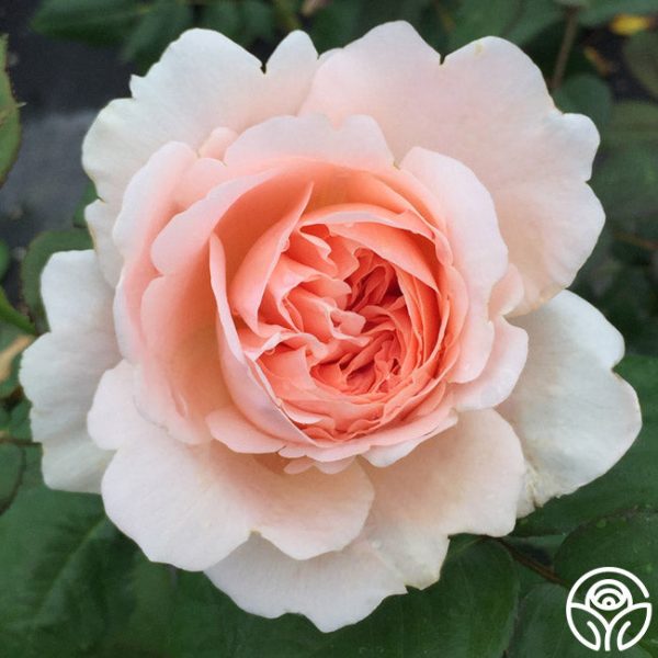 Ambridge Rose® Supply